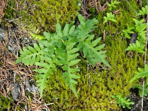 Still green in late winter